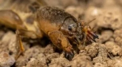 Medvedka: popis a životný štýl