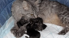 Maine-kun: funkcie plemena