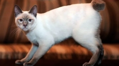Mekong bobtail (foto): exotická thajská mačka s krátkym chvostom
