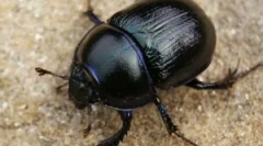 Mýty a pravda o chrobách scarabs