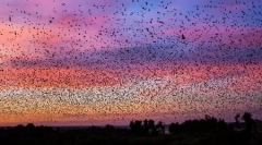 Migruračné netopiere na fotografiách will barrard lucas (16 fotografií)