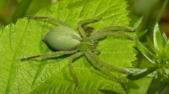 Mikromet nazelenalý