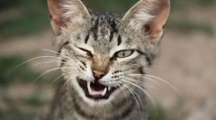 Mimické a mačacie gestá