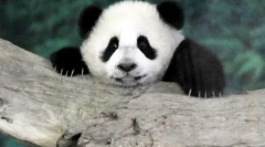 Svet zvierat vo fotografiách (15 ks)