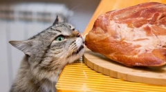 Mäso pre mačku