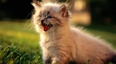 Meow v 10 jazykoch: ako hovoriť mačky v rôznych krajinách