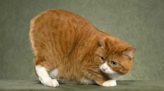 Msks: plnohodnotná mačka bez chvosta