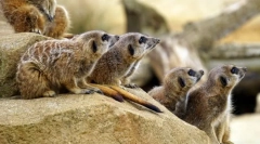 Cicavce. Budovanie a charakteristiky