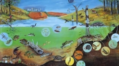 Rôzne organizmy. Základy systematiky