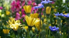 Rôzne rastliny. Klasifikácia