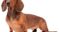 Módne plemená psov v roku 2019: móda si vyžaduje obete