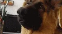 Módne plemená psov