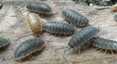 Hudba: popis, vzhľad a životný štýl