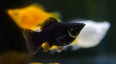 Mollyonsia (mollinesia)