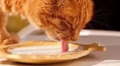 Mliečne výrobky a mačky