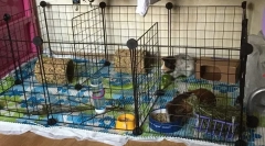 Starostlivosť o mori a obsah