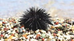 Morský ježko