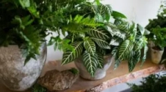 Moska vo farbech izieb: prečo začať a ako sa vysporiadať