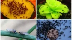 Moshki na zelenine v oblastiach krajiny