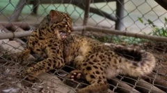 Mramorová mačka: krása z juhovýchodnej ázie s hnedými očami