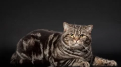 Mramorová farba z britských mačiek: história vzhľadu a zvláštnosti starostlivosti