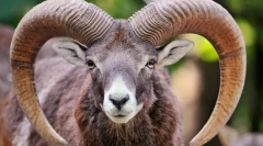 Mouflon