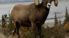 Muflóny v prírodných podmienkach a ich obsah v aciary