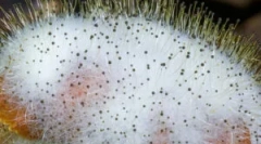 Morko: popis, funkcie a reprodukcia