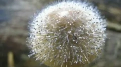 Mukorovy huby a penisill