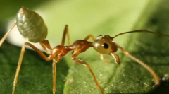 Ázijské mravce