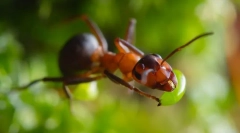 Mravce červené lesné mravce