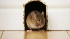 Myši v rámovom dome a ochrane z hlodavcov