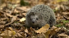 Aké zvieratá takmer nefungujú jed?