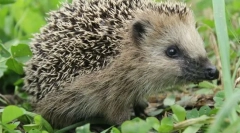 Aké zviera nepracuje jedy?