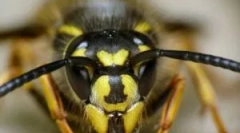 Útok os attaktu a bite