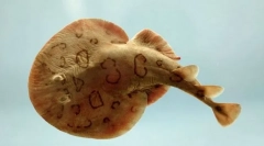 Narcínový elektrický