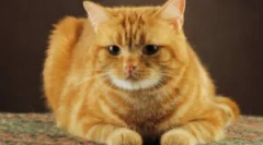 Ľudové opravné prostriedky z blchy mačiek