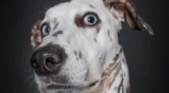 Ľudové opravné prostriedky z domácej blchy