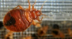 Ľudové opravné prostriedky z domáceho bedbugs