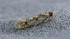 Ľudové opravné prostriedky z molia v dome