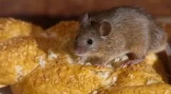 Ľudové opravné prostriedky od myší v dome