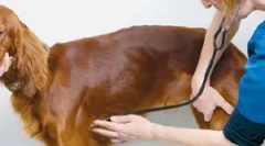 Porušenie srdcového rytmu alebo arytmie