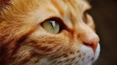 Vonkajšie a vnútorné parazity v mačkách