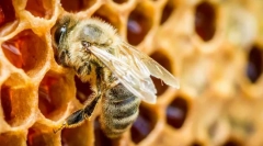 Hmyz dáva med