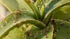 Hmyz v interiérových kvetoch a kvetináčoch