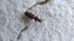 Hmyz v múke a vrecku