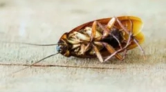 Letný alkohol ako prostriedok z švábov