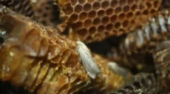 Vosk mol tinktúra a extrakt