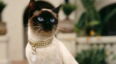 Útok puberty u mačiek