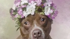 Nie je tak hrozné: 30 roztomilých fotografií jamy buli